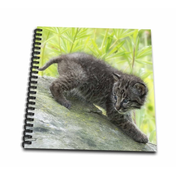 3dRose, USA, Minnesota. Bobcat kitten on top of log., Drawing Book 8 x 8 inch