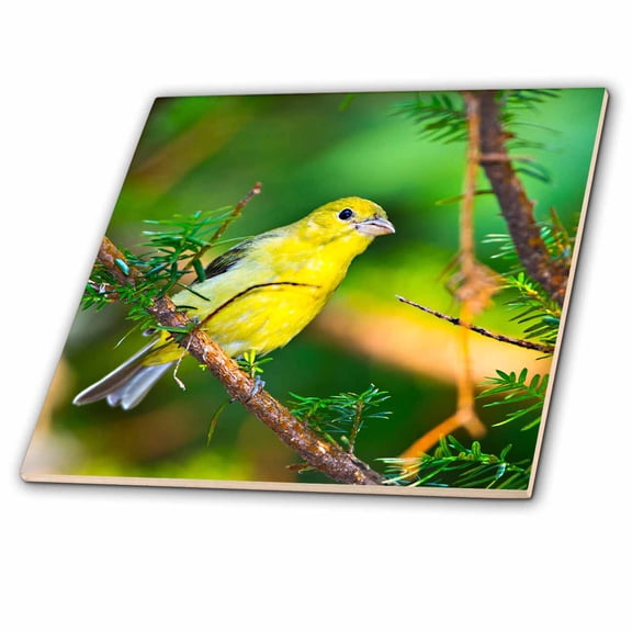 3dRose, USA, Minnesota, Mendota Heights, Mohican Lane, American Goldfinch, 6 Inch Ceramic Tile