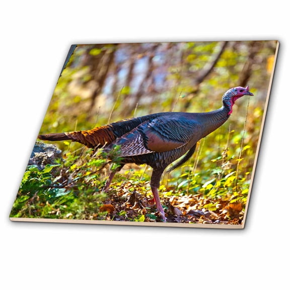 3dRose, USA, Minnesota, Mendota Heights, Wild Turkey, 12 Inch Ceramic Tile