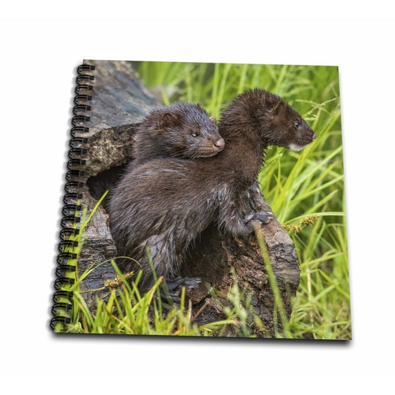 3dRose, USA, Minnesota. Mink kits in log watching for mother., Mini Notepad 4 x 4 inch