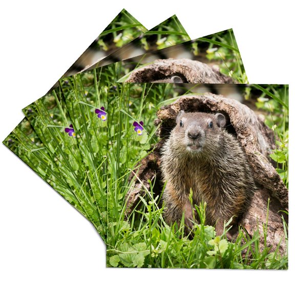 3dRose, USA, Minnesota, Sandstone. Groundhog in a hollow log., Set of 4 Ceramic Tile Coasters