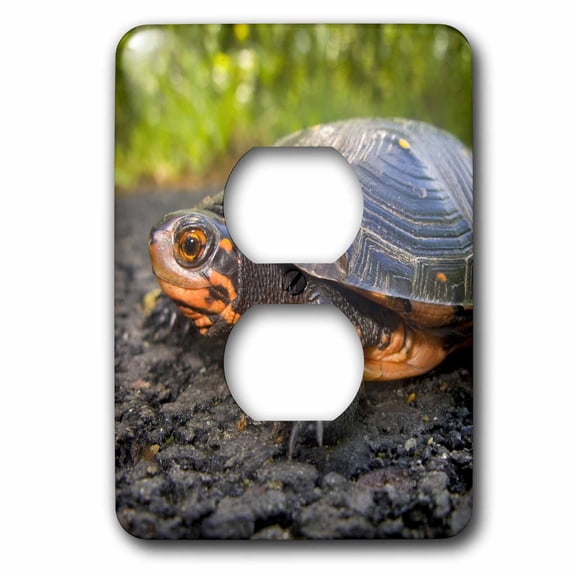 3dRose, USA, New Jersey, Great Swamp NWR. Spotted Turtle - US31 JGL0038 - Jim Gilbert, 2 plug outlet cover