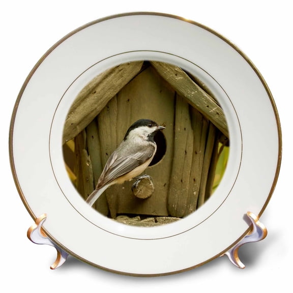 3dRose, USA, North Carolina. Carolina chickadee at birdhouse., 8 inch Porcelain Plate