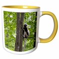 thumbnail image 1 of 3drose, Usa, North Carolina, Duke Lemur Center, Coquerels Sifaka. Captive., 11oz Two-tone Yellow Mug, 1 of 6