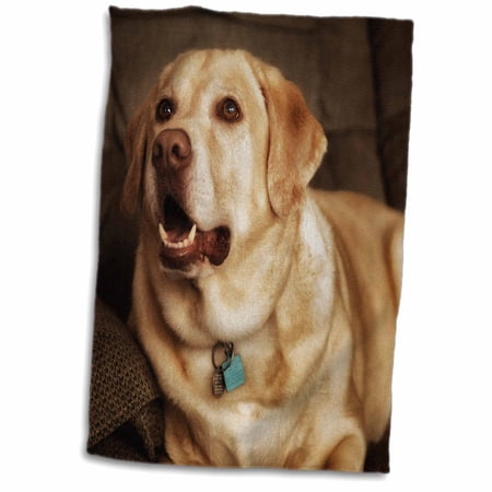 3dRose USA, Oregon, Keizer, Labrador Retriever Dog - US38 RBR0704 - Rick A Brown - Towel, 15 by 22-inch