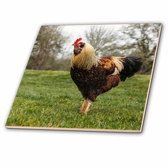 3dRose, USA, Oregon, Shedd, Thompson Mills State Historic Site, rooster., 4 Inch Ceramic Tile