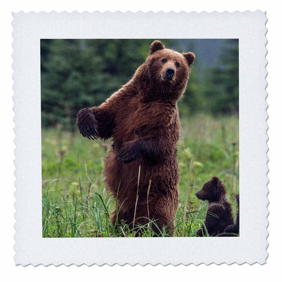 3dRose, USA, Southeast Alaska, Brown Bear and cub., 12x12 inch quilt square