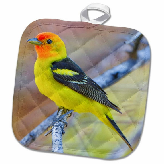3dRose, USA, Washington, Breeding plumage Western Tanager bird - US48 GLU0317 - Gary Luhm, 8x8 Potholder