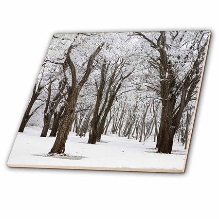 3dRose, USA, Washington, Spokane County, Black Locust trees with frost, 4 Inch Ceramic Tile