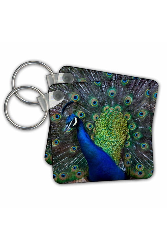 , USA, Washington State, Olympic Peninsula, Male Peacock, set of 2 Key Chains