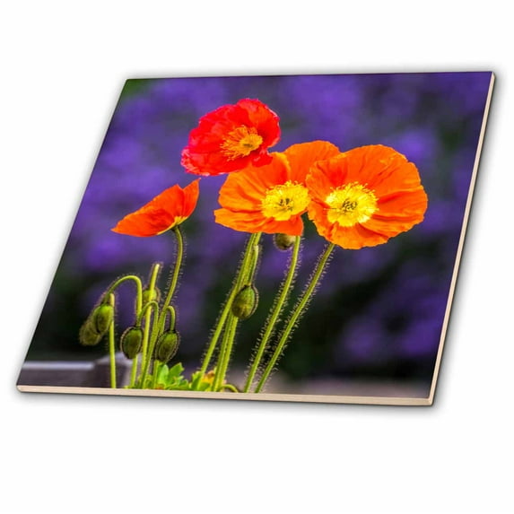 3dRose, USA, Washington State, Poppies on Display, 4 Inch Ceramic Tile