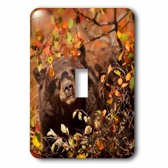 3dRose, USA, Wyoming, Grand Teton National Park. Black bear foraging, single toggle switch