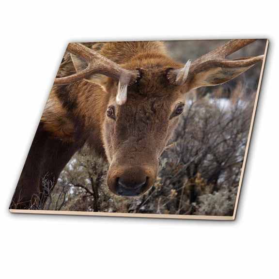 3dRose, USA, Wyoming, Yellowstone National Park. Close-up of bull elk., 6 Inch Ceramic Tile