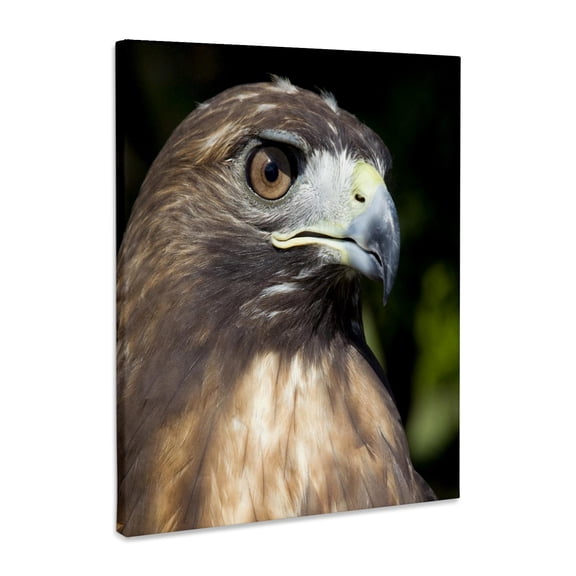 3dRose, USVI, St. Croix, Red-tailed hawk, bird-CA37 AJN0035 - Alison Jones, Museum Grade Canvas Wrap 11x14