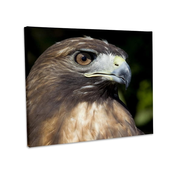 3dRose, USVI, St. Croix, Red-tailed hawk, bird-CA37 AJN0035 - Alison Jones, Museum Grade Canvas Wrap 14x11