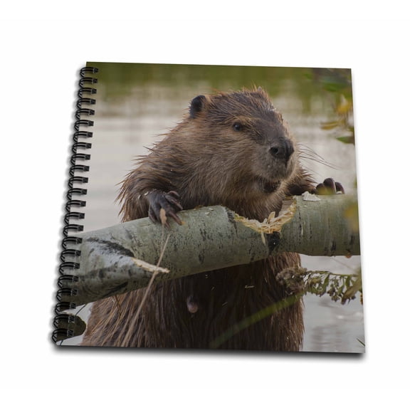 3dRose, Usa, Wyoming, Grand Teton NP. Beaver gnawing through an aspen., Memory Book 12 x 12 inch
