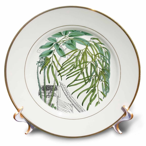 3dRose Vintage English Garden Drooping Fern Illustration - Porcelain Plate, 8-inch