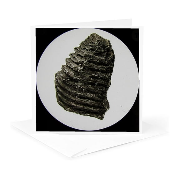 3dRose, Vintage Science Teaching Slide Paleontology Wooly Mammoth Tooth, 1 Greeting Card with envelope