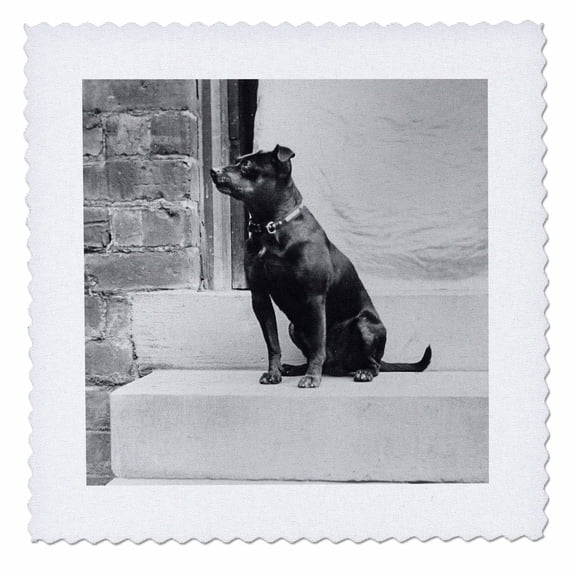 3dRose, Vintage Terrier Named Bruce On Front Stoop Circa 1910 Dog, 12x12 inch quilt square