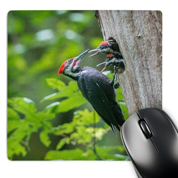 3dRose, Washington. Male Pileated Woodpecker feeds chicks at nest hole, MousePad