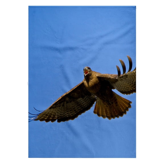 3dRose, Washington State, Red-tailed Hawk, bird - US48 GLU0042 - Gary Luhm, 22x30 Bath Hand Pool Towel