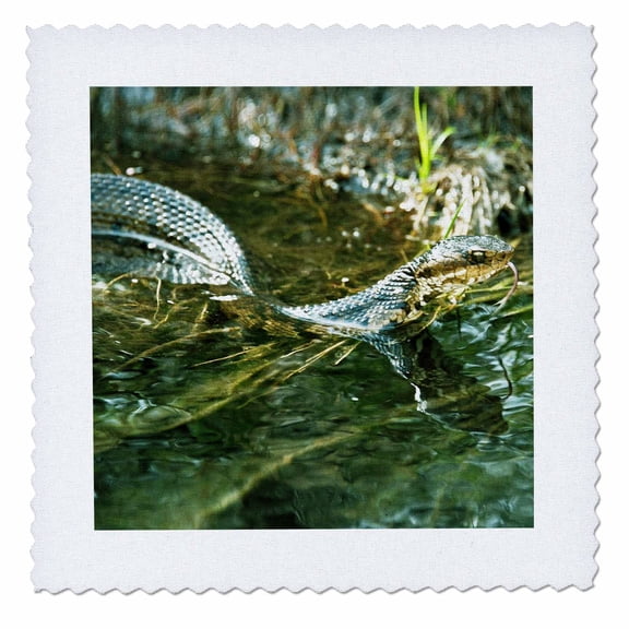 3dRose, Water Moccasin Snake. Cool image., 6x6 inch quilt square