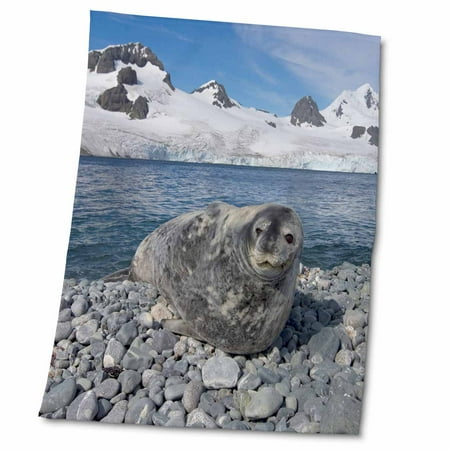 3dRose, Weddell seal, beach, Western Antarctic Peninsula-AN02 SKA1143 - Steve Kazlowski, 22x30 Bath Hand Pool Towel