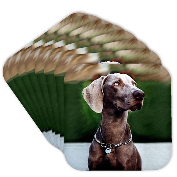 3drose, Weimaraner, Set of 8 Coasters - Soft