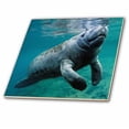 thumbnail image 1 of 3dRose, West Indian Manatee Trichechus manatus Florida USA, 8 Inch Glass Tile, 1 of 1