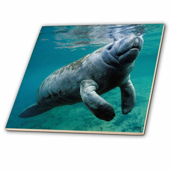 3dRose, West Indian Manatee Trichechus manatus Florida USA, 8 Inch Glass Tile