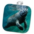 thumbnail image 1 of 3dRose, West Indian Manatee Trichechus manatus in Florida USA, 8x8 Potholder, 1 of 1