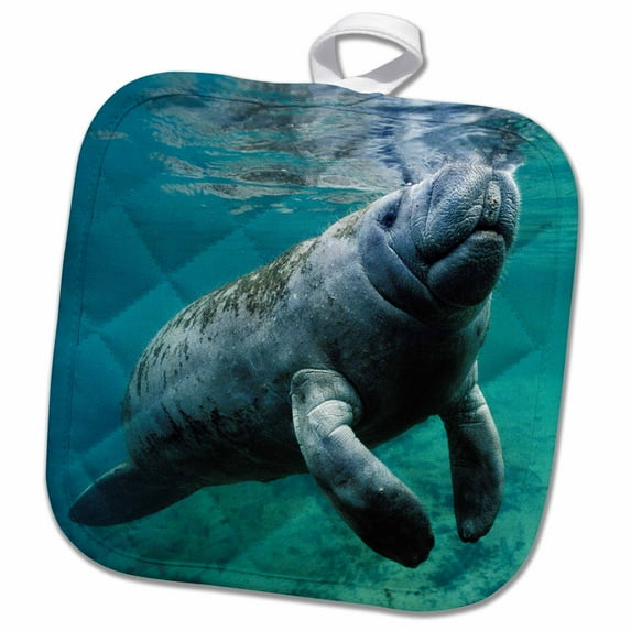 3dRose, West Indian Manatee Trichechus manatus in Florida USA, 8x8 Potholder