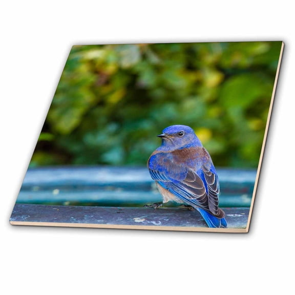 3dRose, Western Bluebird Perched on a Backyard Bird bath, 4 Inch Ceramic Tile