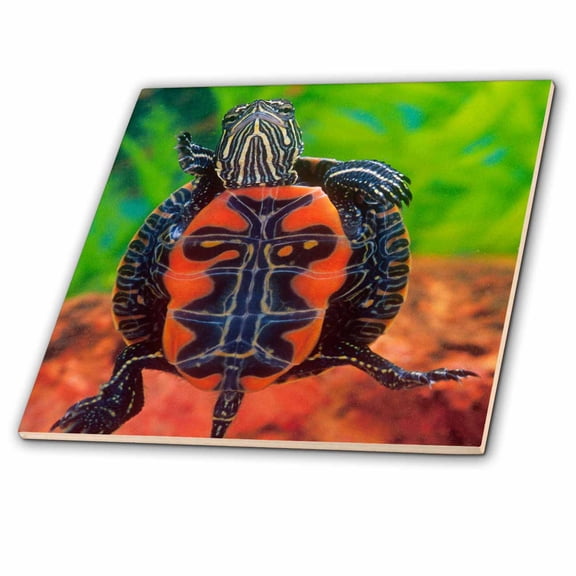 3dRose, Western Painted Turtle - NA02 DNO0773 - David Northcott, 12 Inch Ceramic Tile
