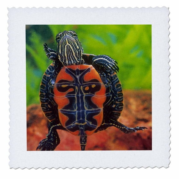 3dRose, Western Painted Turtle - NA02 DNO0773 - David Northcott, 8x8 inch quilt square