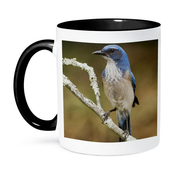 3dRose, Western Scrub-Jay bird, Hill Country, Texas - NA02 RNU0840 - Rolf Nussbaumer, 11oz Two-Tone Black Mug