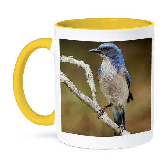 3dRose, Western Scrub-Jay bird, Hill Country, Texas - NA02 RNU0840 - Rolf Nussbaumer, 15oz Two-Tone Yellow Mug