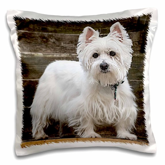 3drose, Westie, 16x16 inch Pillow Case