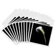 thumbnail image 1 of 3drose, White Calla Lily, 12 Greeting Cards with Envelopes, 1 of 7