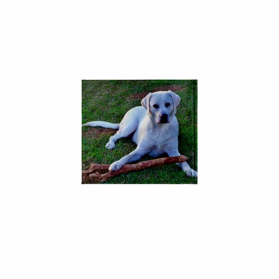 3dRose, White Labrador Retriever  , 11x12 Wash Cloth for Face and Body