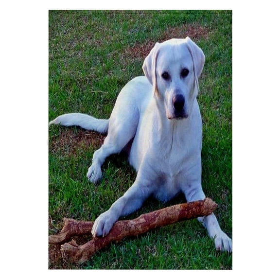 3dRose, White Labrador Retriever , 22x30 Bath Hand Pool Towel