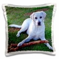 thumbnail image 1 of 3drose, White Labrador Retriever, 16x16 inch Pillow Case, 1 of 5