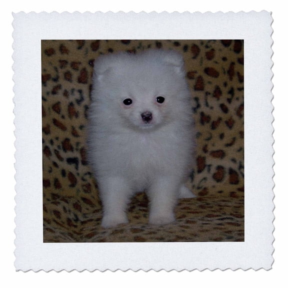 3dRose, White Pomeranian Puppy, 12x12 inch quilt square