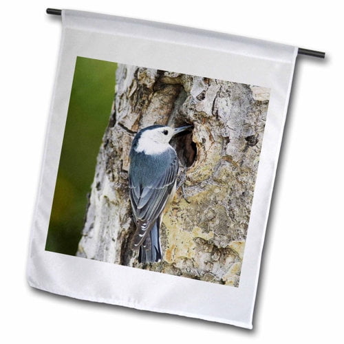 3dRose, White-breasted Nuthatch bird, Rocky Mountain NP - NA02 RNU0825 - Rolf Nussbaumer, 18 x 27 inch Garden Flag