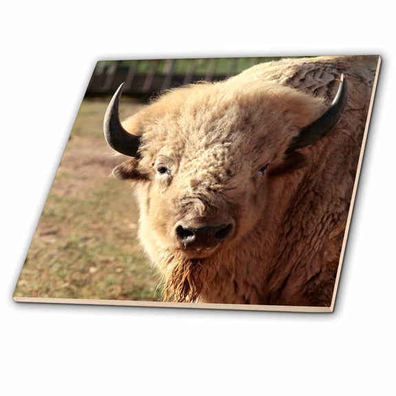 3dRose, White buffalo wildlife, Santa Fe, New Mexico - US32 JMR0089 - Julien McRoberts, 4 Inch Ceramic Tile