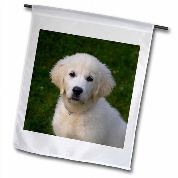 3dRose, White cute puppy – Golden Retriever, 12 x 18 inch Garden Flag