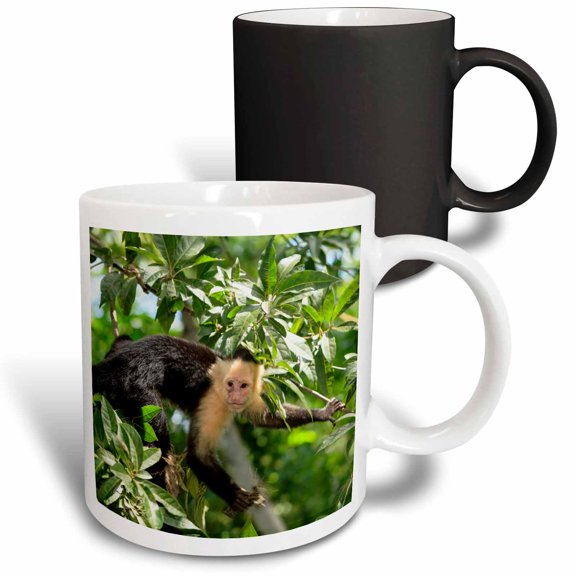 3drose, White-faced Capuchin Monkey. Roatan, Bay Islands, Honduras, 11oz Magic Transforming Mug