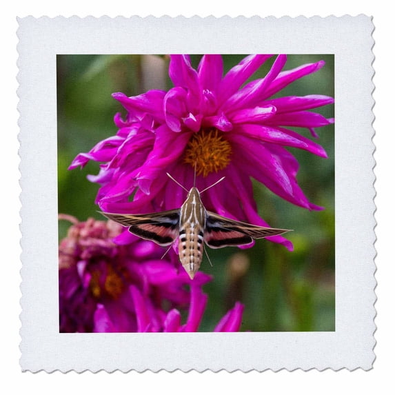 3dRose, White-lined sphinx moth feeds on flower nectar in Colorado, 6x6 inch quilt square