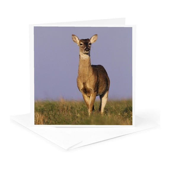 3dRose, White-tailed Deer, Welder Wildlife Refuge, Texas - NA02 RNU0844 - Rolf Nussbaumer, 1 Greeting Card with envelope
