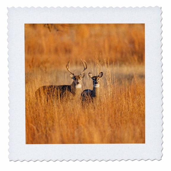 3dRose, White-tailed Deer male and female in grassland habitat, 14x14 inch quilt square